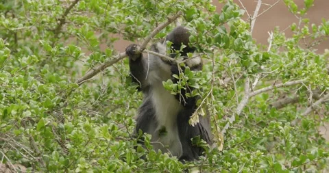Schmidt's Red-Tailed Monkey Foraging Looking For Food in Shrub Stock Footage 199753136
