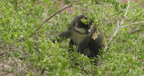 Schmidt's Red-Tailed Monkey Sitting Looking Around  in Leaves Stock-Footage 199752302