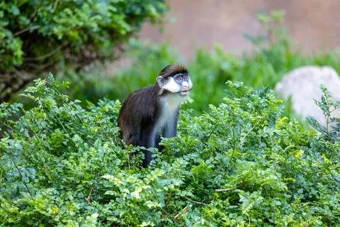 Schmidt's red-tailed monkey in a tree Foto stock