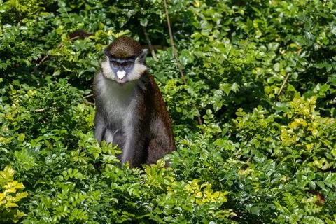 Schmidt's red-tailed monkey in a tree Fotos de archivo