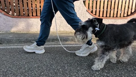Schnauser Stock Footage 277337066