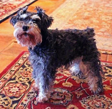 Schnauzer 1 Stock Photos