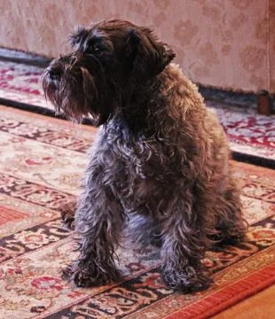 Schnauzer 2 Stock Photos