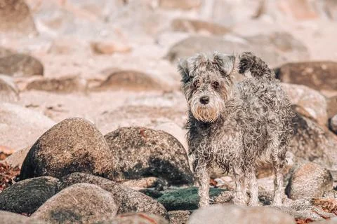 A schnauzer in the beach Stock Photos