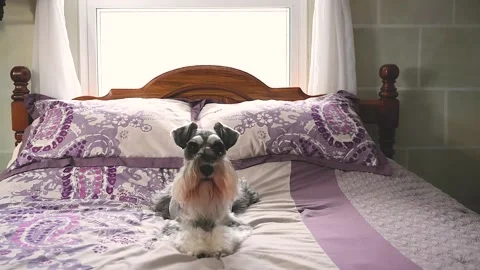 Schnauzer dog on bed Stock Footage 167982681