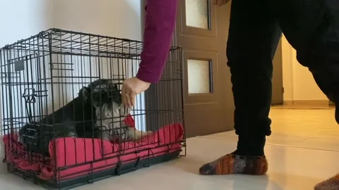 Schnauzer Dog in Cage with Human Opening Door Stock Footage 281643748