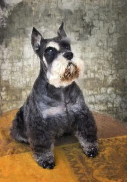 Schnauzer dog Stock Photos