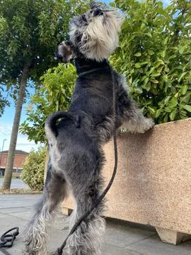 A schnauzer dog posing in the greenery Stock Photos