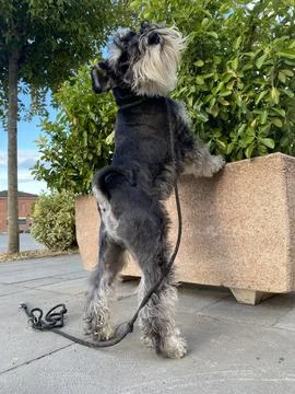 Schnauzer Dog Posing in a Tree - Adorable Canine Portrait in Nature Stock Photos