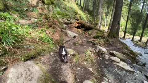 Schnauzer Dog Running on Forest Tracking Trail Stock Footage 281413493