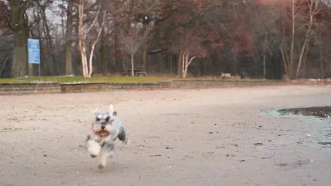 Schnauzer dog running on lake shore toward camera with ears bouncing Stock Footage