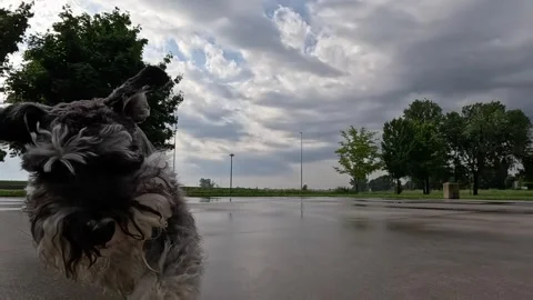 Schnauzer Dog Running in a Park Stock Footage 280228363