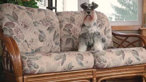 Schnauzer dog on sofa Stock Footage 167982920