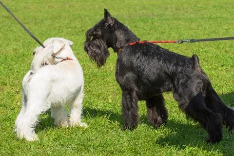 Schnauzer mittel Close-up Stock Photos