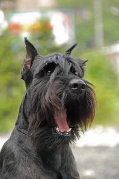 Schnauzer Stock-Fotos