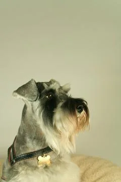 Schnauzer Foto stock