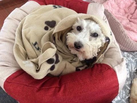 Schnauzer poodle dog wrapped around a blanket Stock Photos