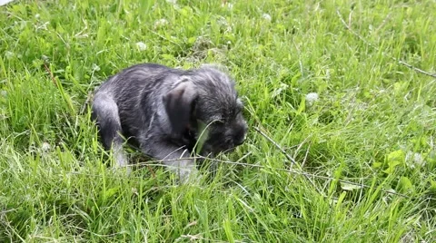 Schnauzer puppy playing in the park Stock Footage 63392761
