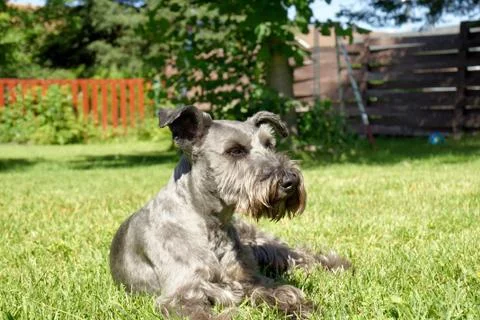 Schnauzer resting on grass Stock Photos