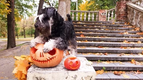 A schnauzer sits on the railing of an old staircase Stock Footage 256967021