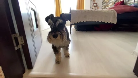 Schnauzer Standing in Doorway Stock Footage 281519330