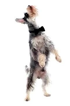Schnauzer standing on two legs Stock Photos