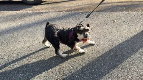 Schnauzer is stubborn will not walk 库存影片 332745321