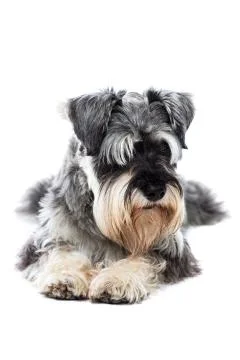 Schnauzer taking a rest Stock Photos