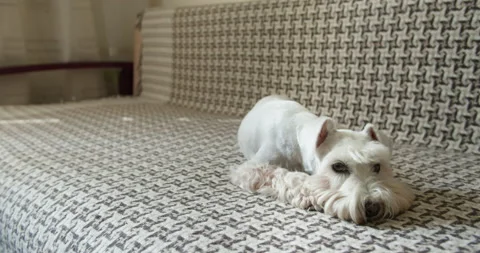 Schnauzer terrier. Dog scratching, itching its body. Ticks, fleas parasites Stock Footage 160861617