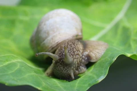 Schnecke Stock Photos