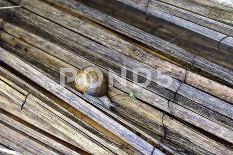 Schneckenplage Garten-Baenderschnecken White-lipped snail. Copyright ...