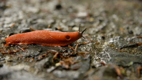 Schneckentempo 库存影片 160861887