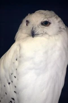 Schneeeule Foto stock