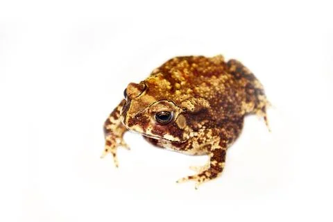 Schneider's (dwarf) toad Stock-Fotos