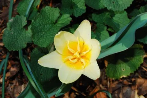 Schoene blume Stock Photos