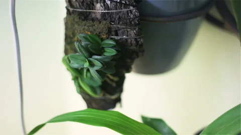 Schoenorchis fragrans grows on a block of pine bark and moss. Tiny rare Orchid c Stock Footage 99548351