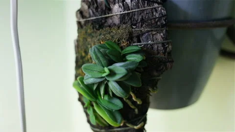 Schoenorchis fragrans grows on a block of pine bark and moss. This plant is prot Stock Footage 99694814