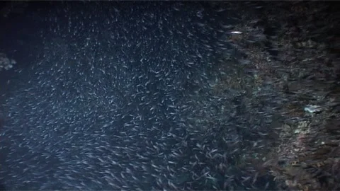 Scholing Of Fish Swims On Reef, Red Sea Stock Footage 300683471