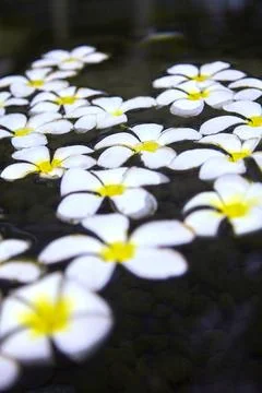 Schöne weiße tropische Blumen, schwimmen im Teich, (Frangipani Blumen) Sch. Stock Photos