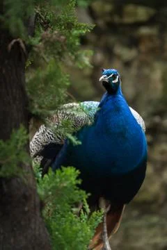 Schöner Pfau hinter Baum Foto stock