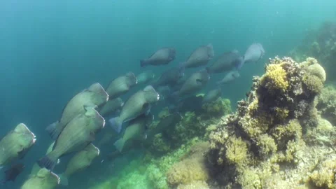 School of 20 large bumphead parrotfish passing by close to coral reef, Video stock 163405836