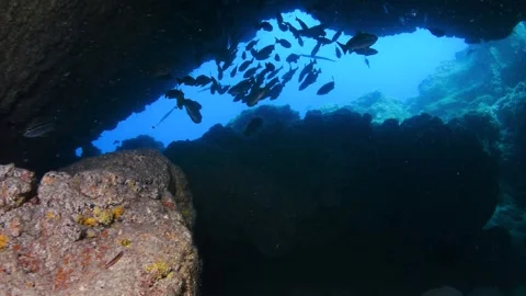School of African striped grunt fish in Atlantic Ocean, Tenerife 스톡 동영상 330271925