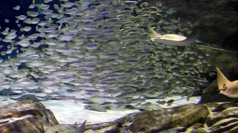 School and mantas Stock Footage 1009166