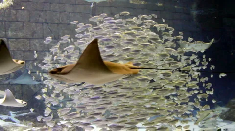 School and stingrays Stock Footage 1009309