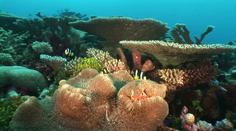 School of anemonefish Stock Footage 40083185