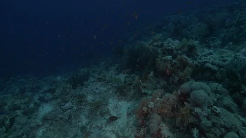 School of Anthias on barrier reef, Ras Mohammed, Red Sea, Egypt Stock Footage 105587564