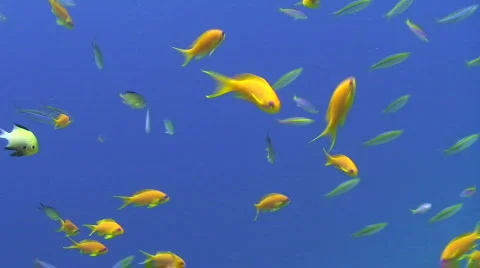 School of Anthias on blue background Stock Footage 862908