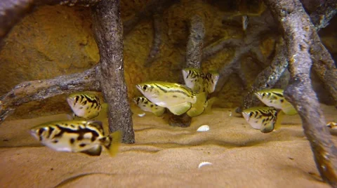 School of Archerfish in a Public Aquarium. Video 4k 스톡 동영상 59795023