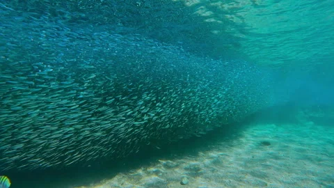 School of Atherina fish, as long as eye can see, stretched along coastal zone Stock Footage 337456514