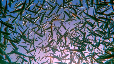 School of Atherina moves, backlit by sun, on blue sky background is highlighting Stock Footage 346455007